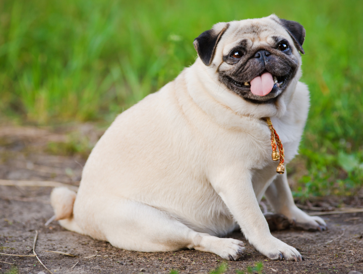 Weight Management and Joint Health in Dogs: Why Every Pound Matters