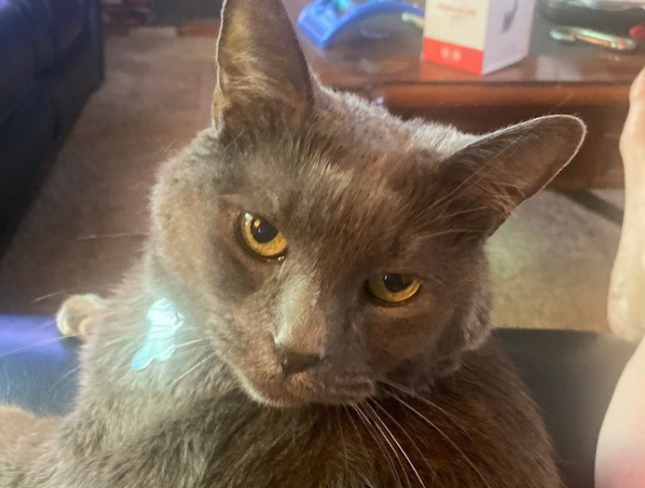 Preventive Care for Cats