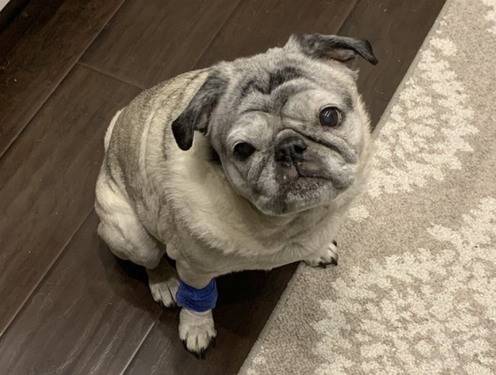 Preventive Care for Dogs