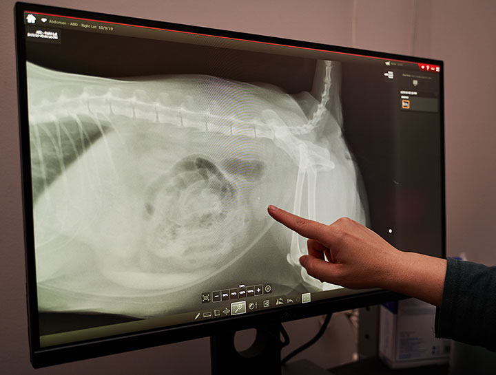 Pet Digital Radiology